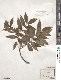 Sorbus commixta image