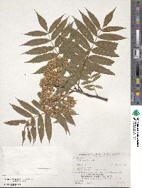 Sorbus commixta image