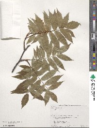 Sorbus commixta image