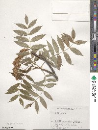 Sorbus commixta image