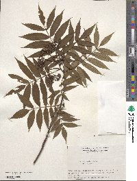 Sorbus commixta image