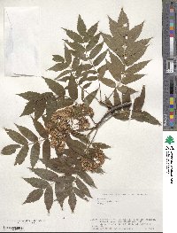 Sorbus commixta image