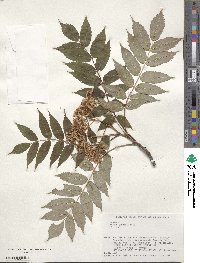 Sorbus commixta image