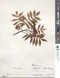 Sorbus commixta image