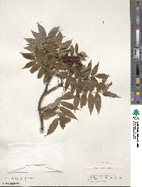 Sorbus commixta image