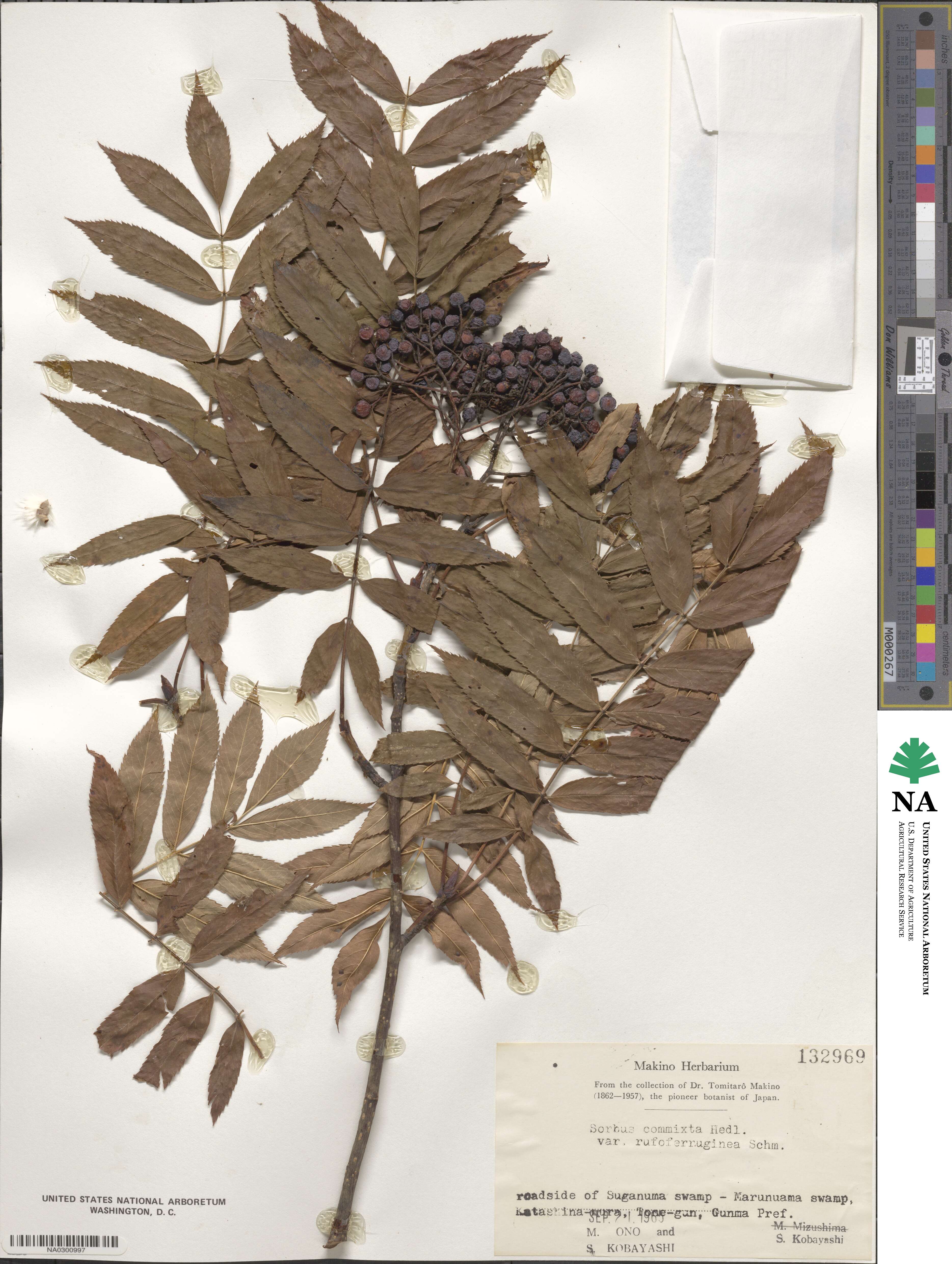 Sorbus commixta var. rufoferruginea image