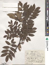 Sorbus commixta image