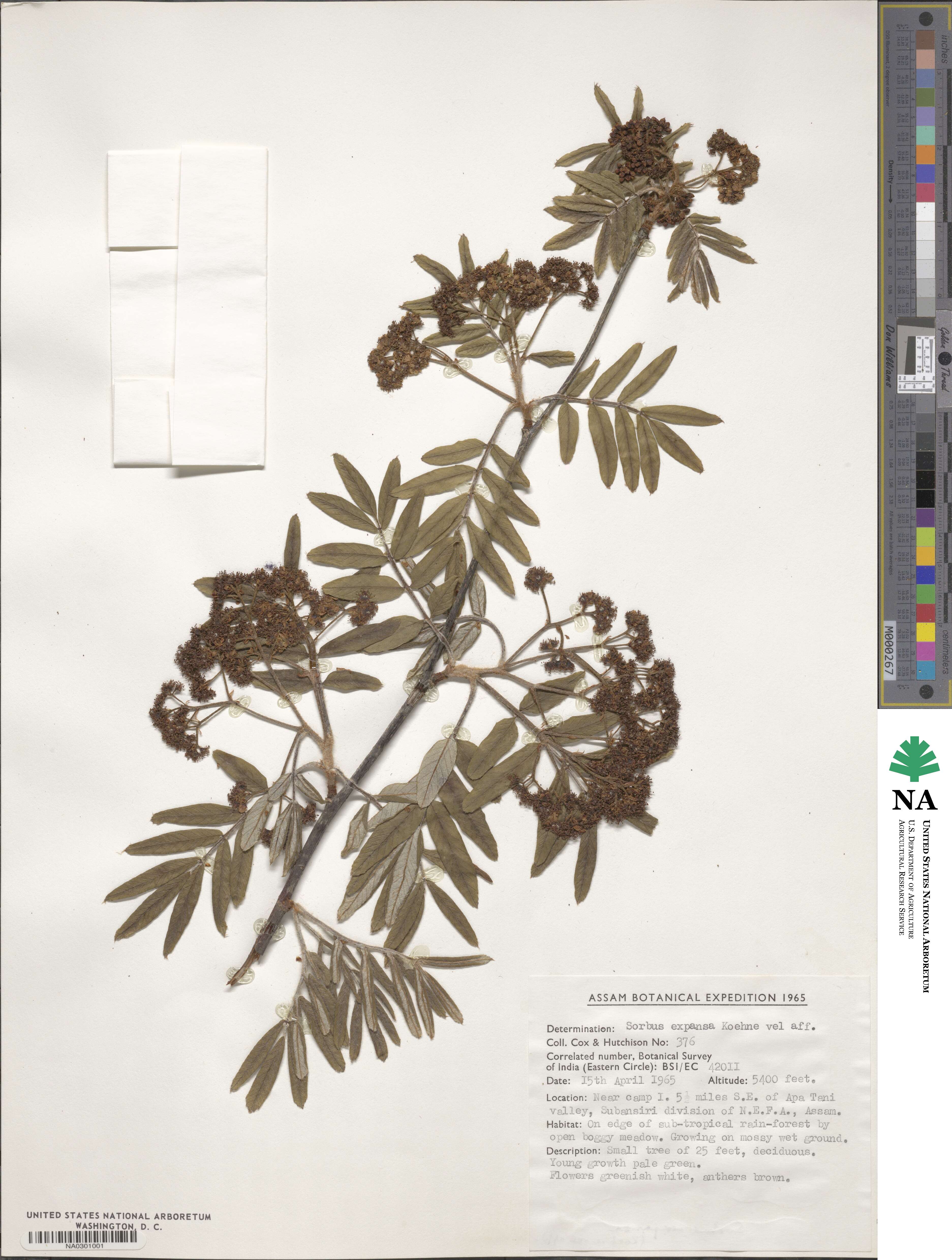 Sorbus wilsoniana image