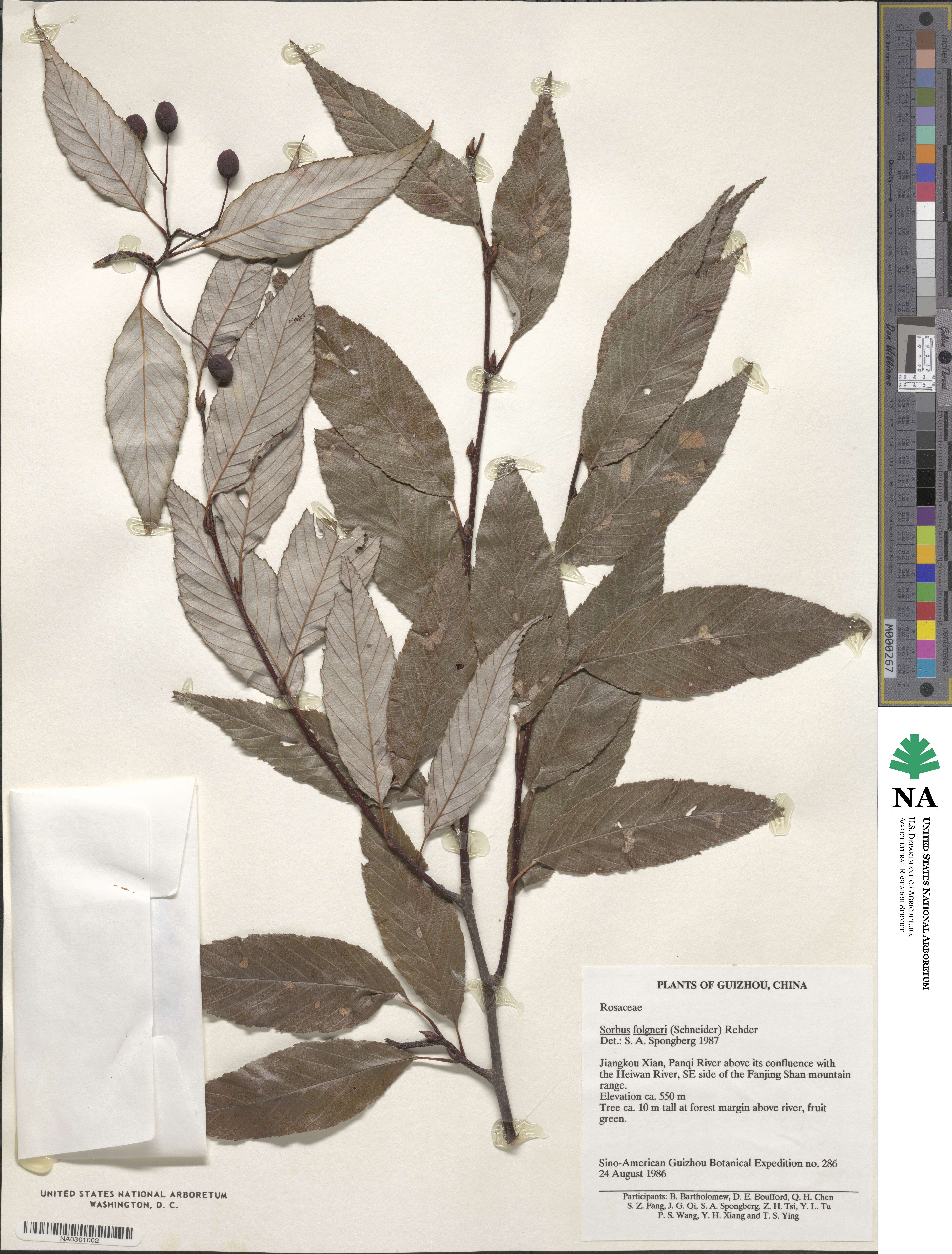 Sorbus folgneri image