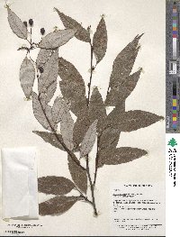 Sorbus folgneri image