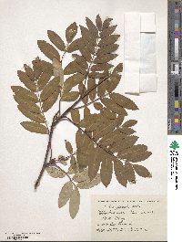 Sorbus aucuparia image