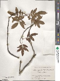 Image of Sorbus gracilis