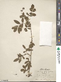 Sorbus gracilis image