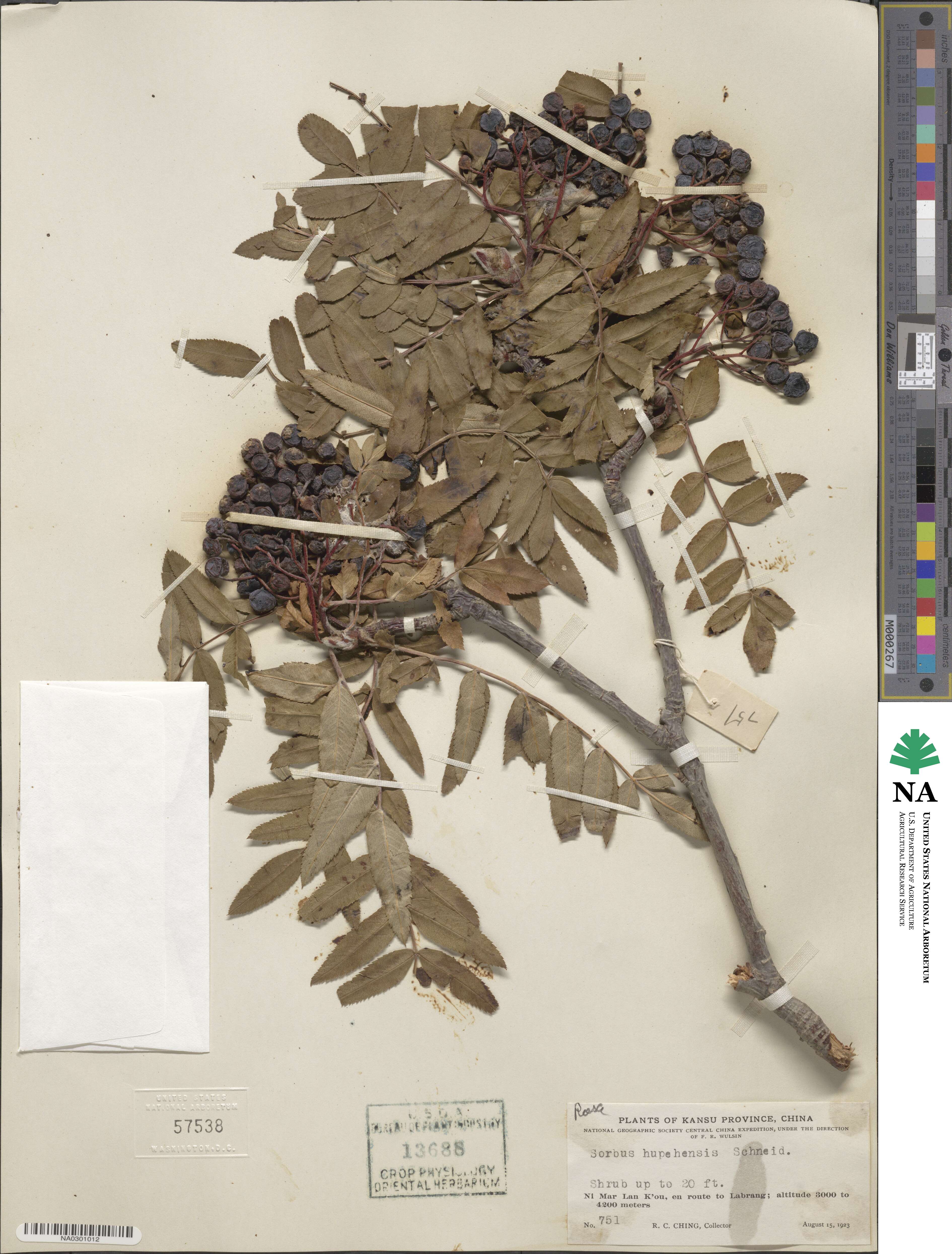 Sorbus hupehensis image