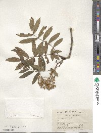 Sorbus hupehensis image