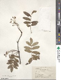 Sorbus hupehensis image