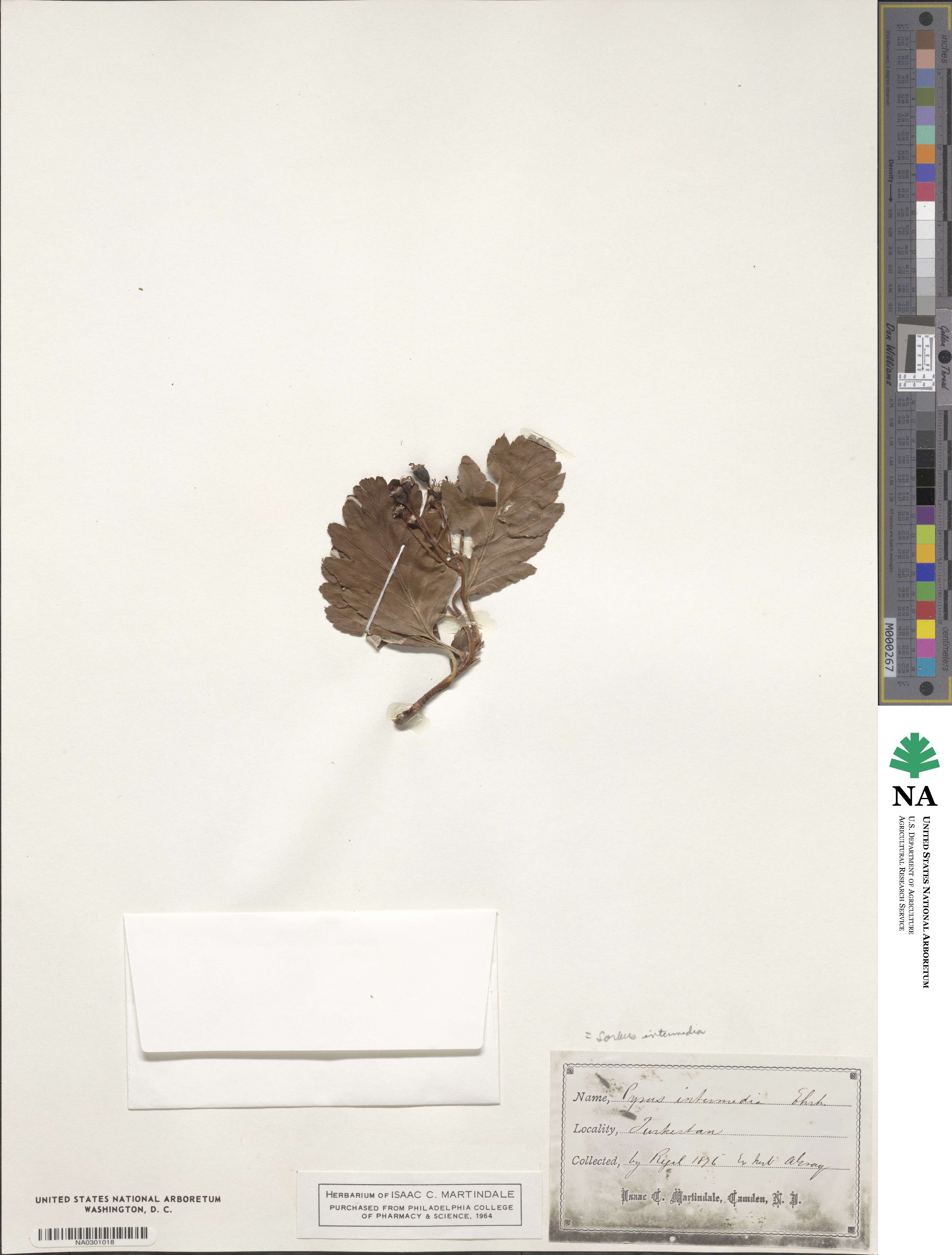 Scandosorbus intermedia image