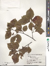 Sorbus japonica image