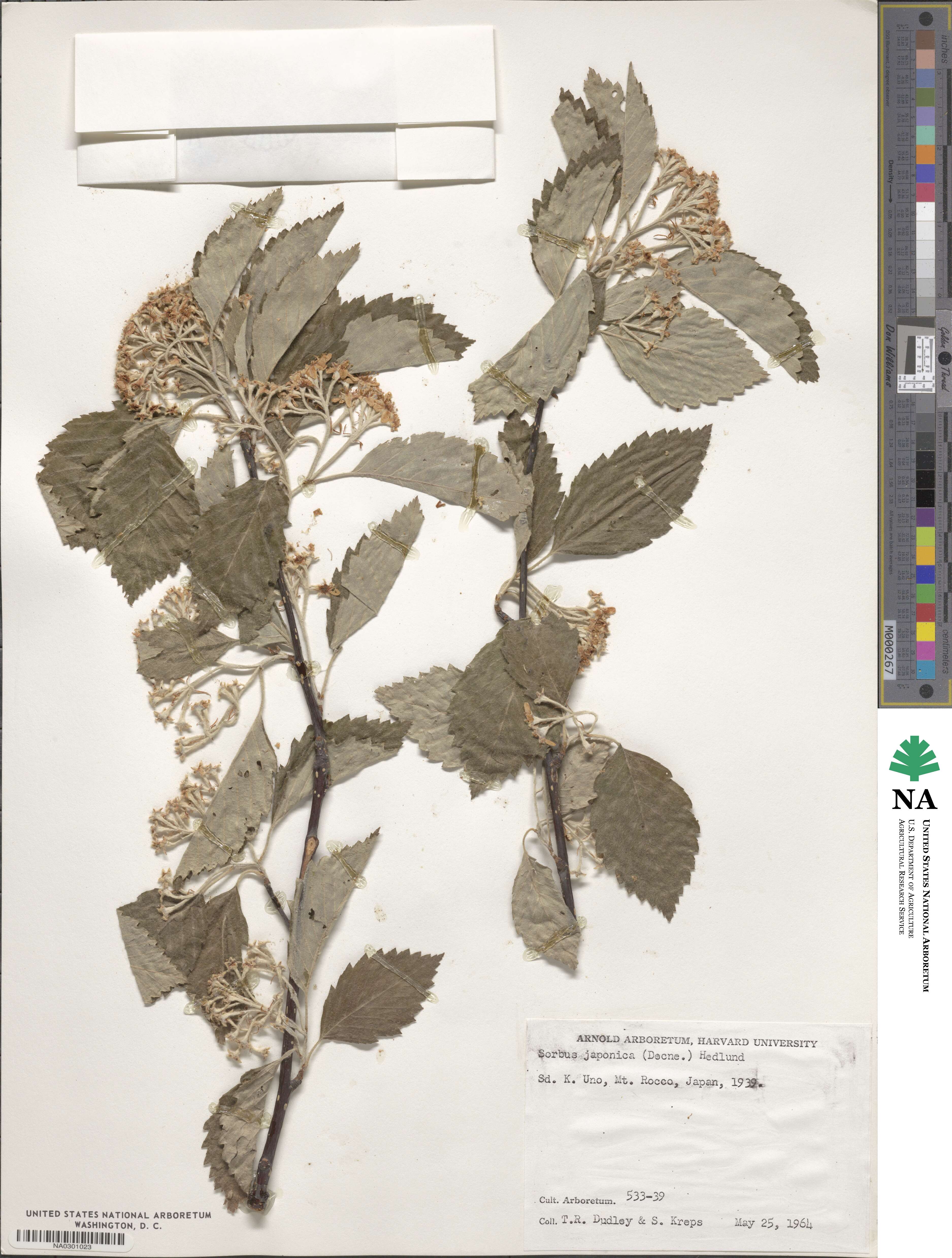 Sorbus japonica image