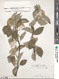 Sorbus japonica image