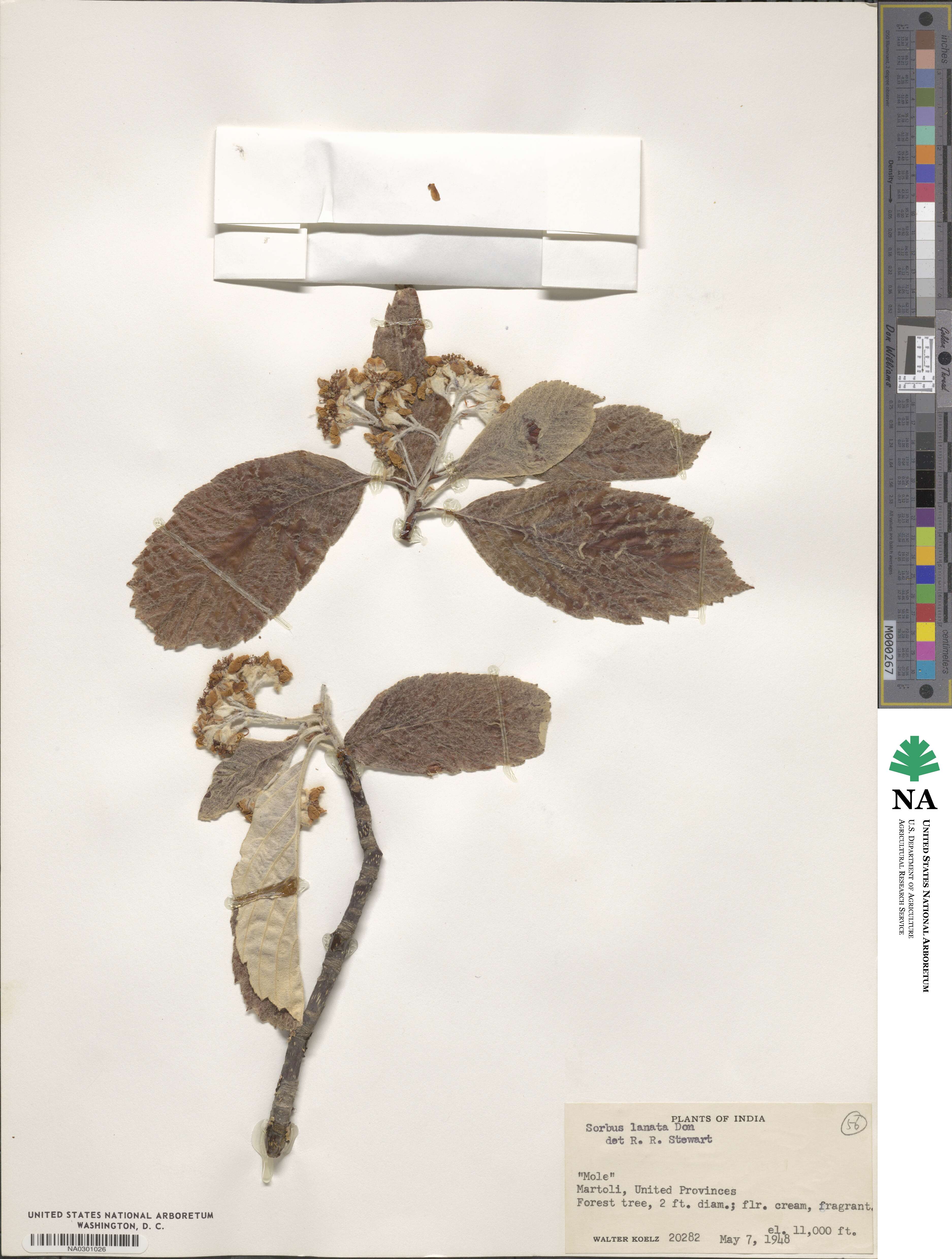 Sorbus lanata image