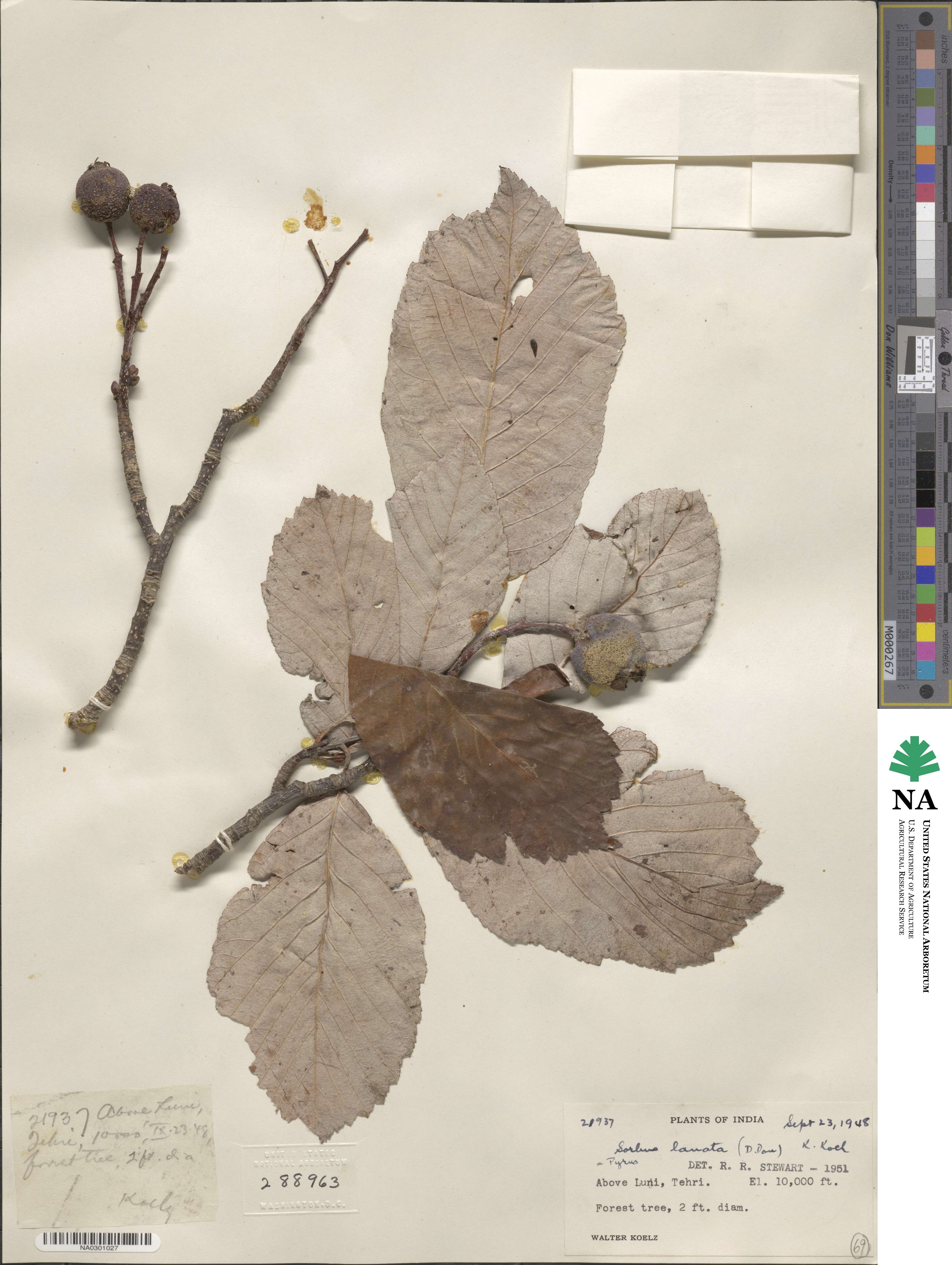 Sorbus lanata image