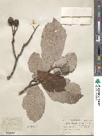 Sorbus lanata image