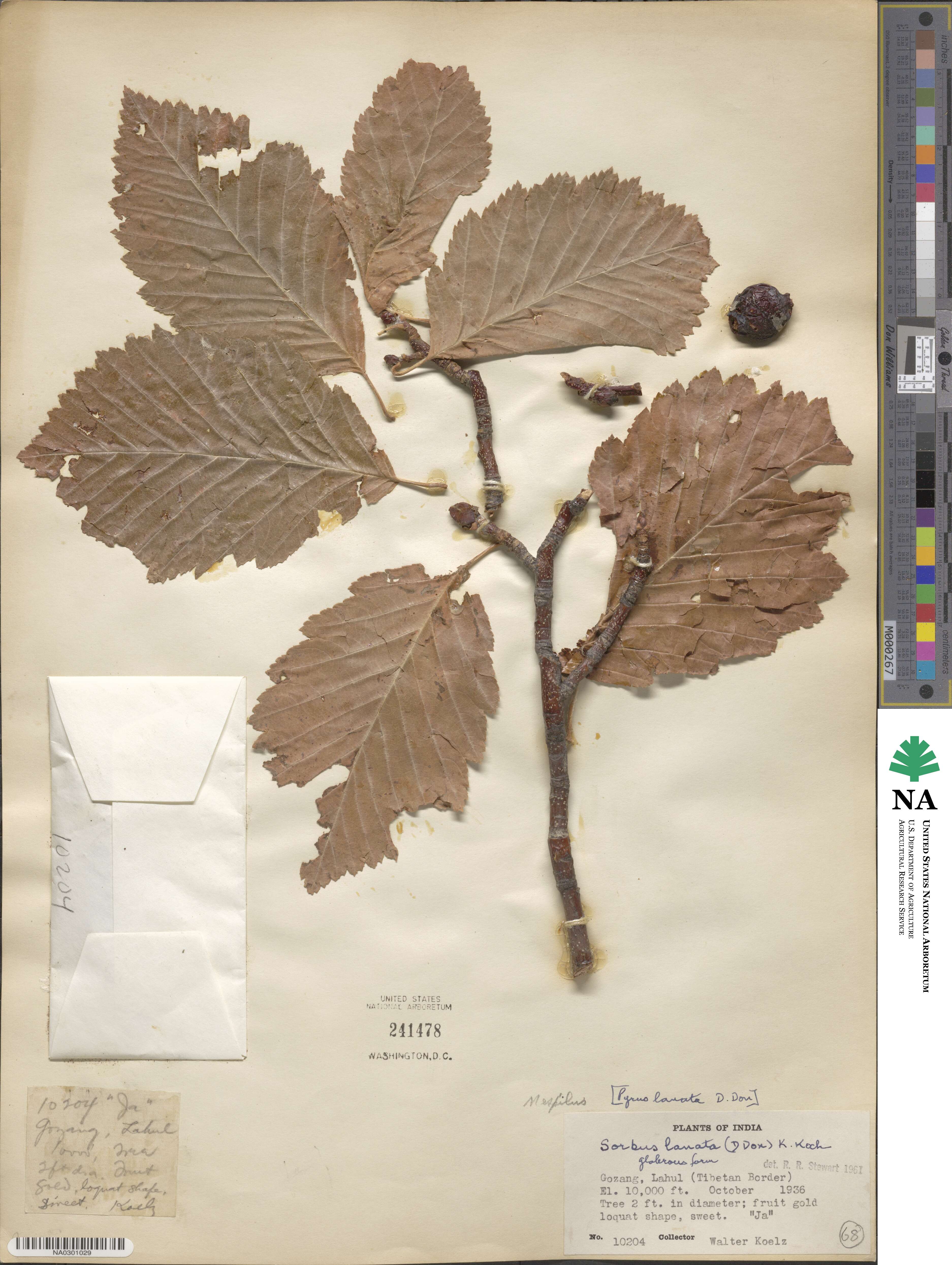 Sorbus lanata image