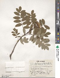 Sorbus matsumurana image