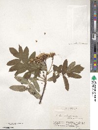 Sorbus matsumurana image