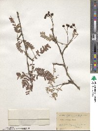 Sorbus koehneana image