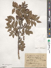 Sorbus sambucifolia image