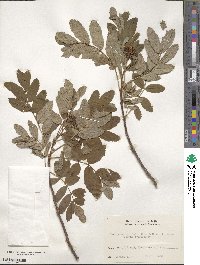 Sorbus sambucifolia image