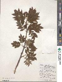 Sorbus sambucifolia image