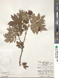 Sorbus sambucifolia image