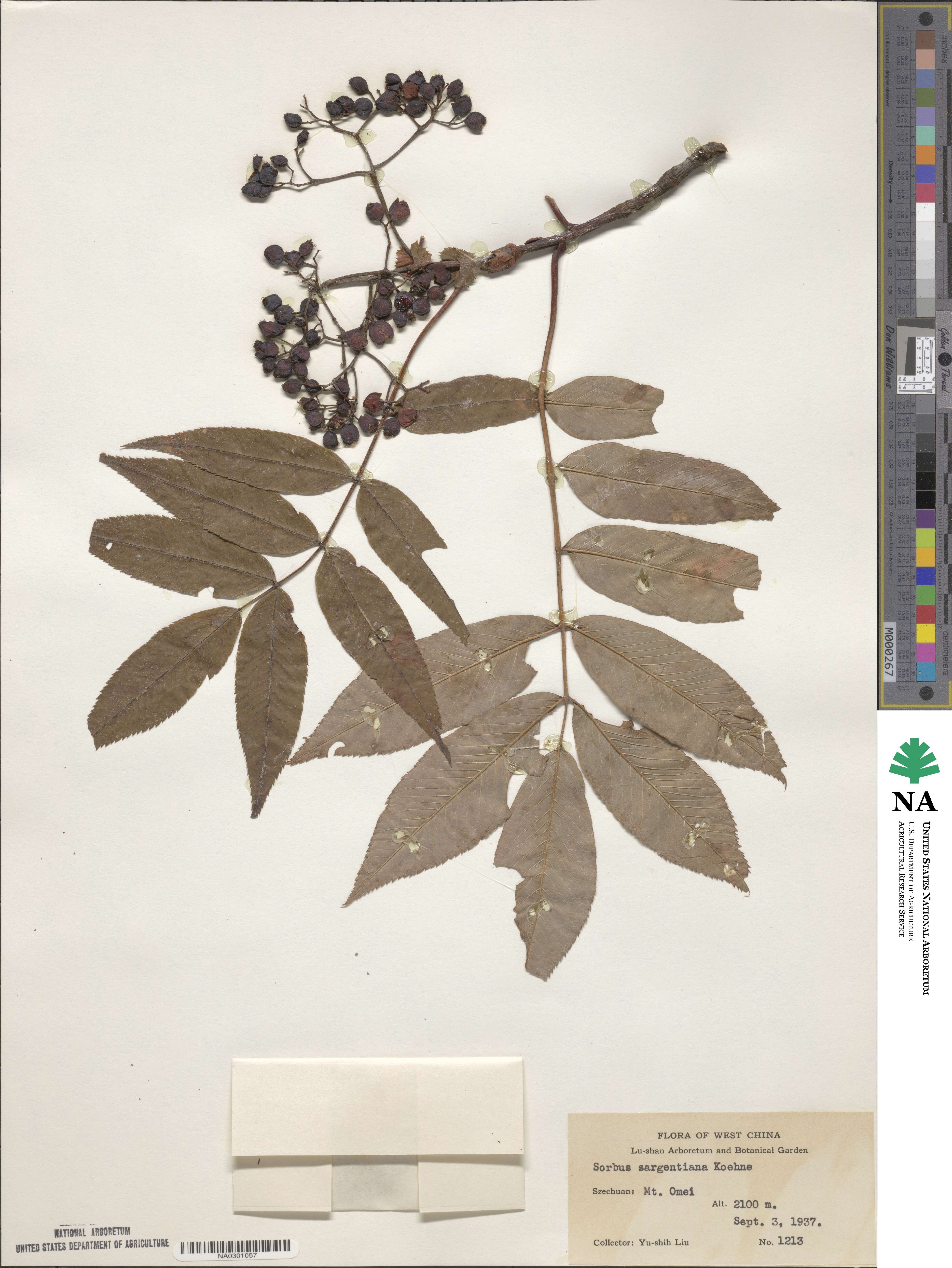Sorbus sargentiana image