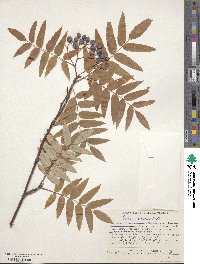 Sorbus aucuparia subsp. glabrata image