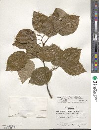 Sorbus alnifolia image