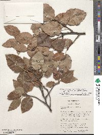 Sorbus alnifolia image