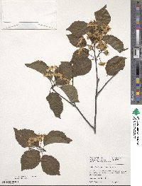 Sorbus alnifolia image