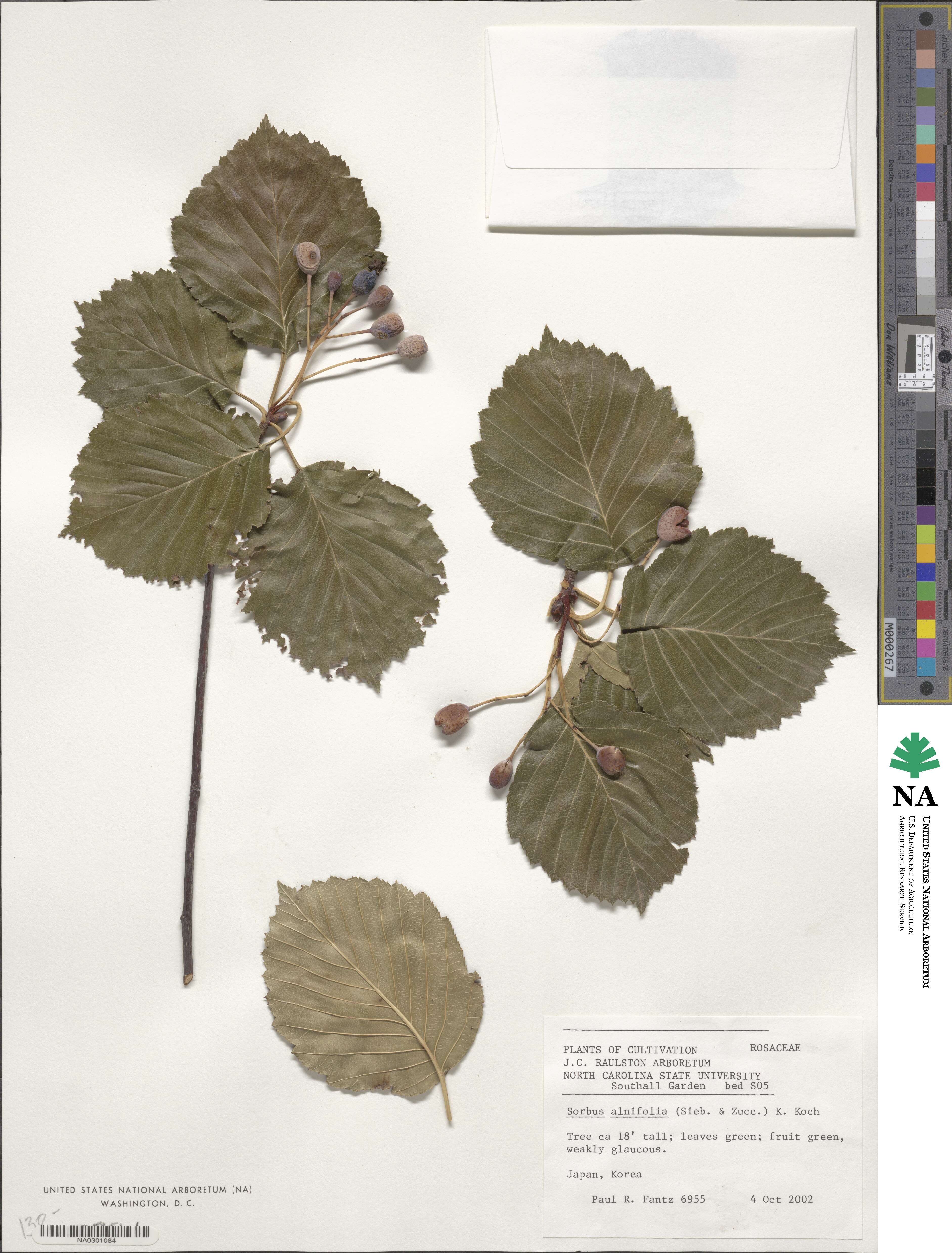 Sorbus alnifolia image