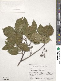 Sorbus alnifolia image