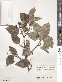 Sorbus alnifolia image