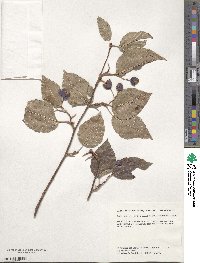 Sorbus alnifolia image