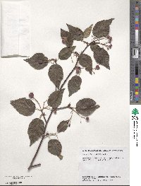 Sorbus alnifolia image