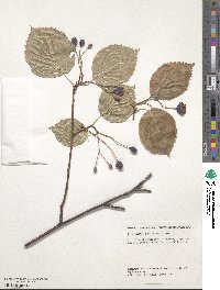 Sorbus alnifolia image