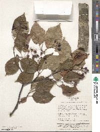 Sorbus alnifolia image