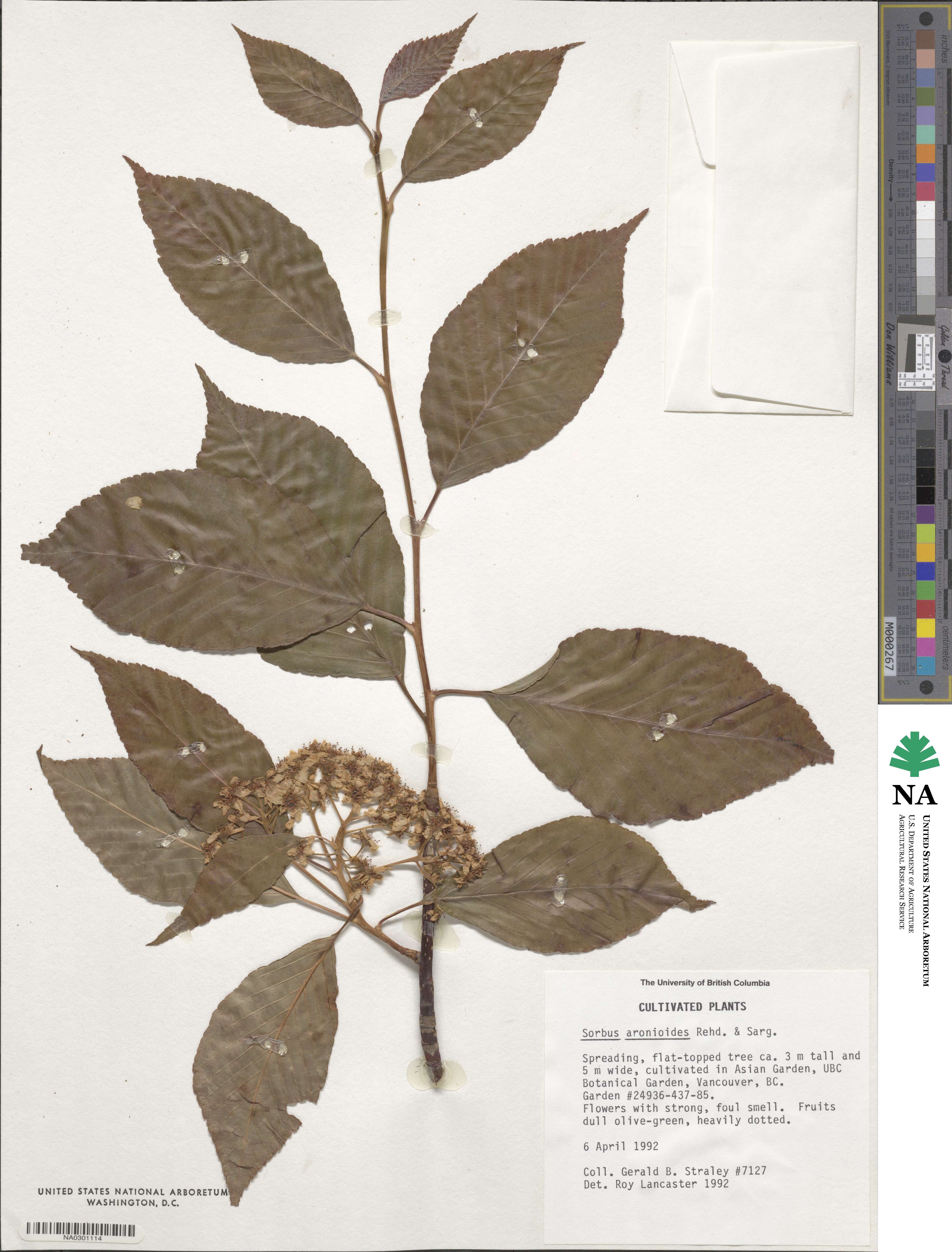 Sorbus aronioides image