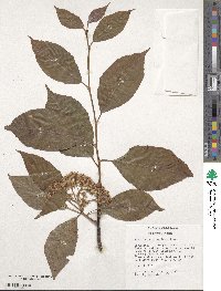 Sorbus aronioides image
