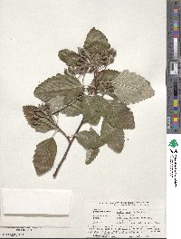 Aria edulis image